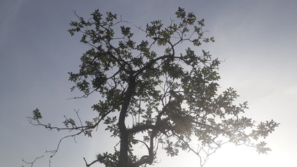 silhouette trees nature