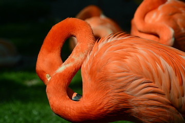 wunderschönder Flamingo