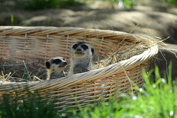 Erdmännchen