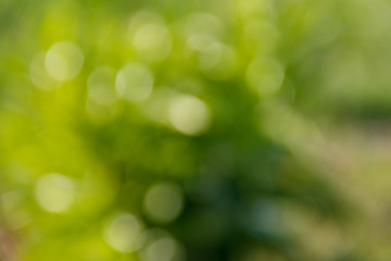 Fototapeta na wymiar Green natural blurred abstract background