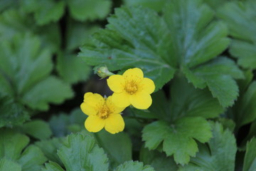 Dreiblättrige Waldsteinie