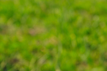 Green natural blurred abstract background