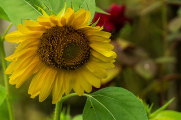 Obraz premium Gussago, Italy - August/ 28/ 2018 - Sunflower in garden