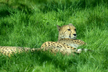 Gepard auf Wiese in Tierpark © R+R