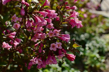  Weigel's flowers,