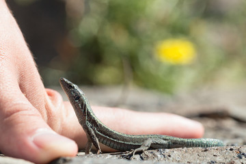 Lizard near the human palm, resting on the stones.