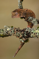 Mossy Prehensile Tail Gecko (Mniarogekko chahoua) camouflaged against a lichen covered branch