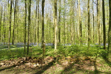 Petit tas de bûches devant les orties à la forêt du Hallerbos près de Halle