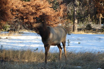 Female Elk In The Shade, Japser National Park, Alberta