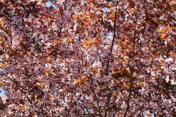Spring Cherry blossoms, pink flowers.