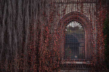 Old arch window in a stone wall covered with old red ivy