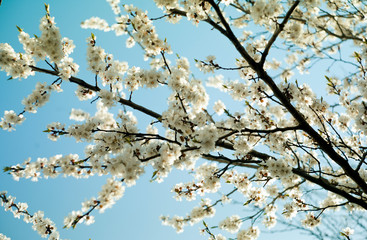 Sakura branch in spring