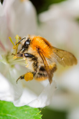 Wilde Biene auf Apfelblüte