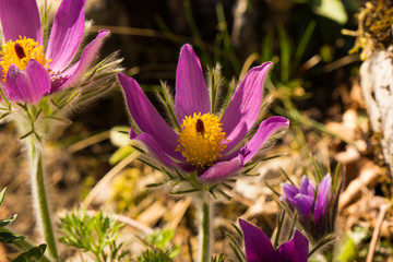 Küchenschelle , Frühling in den Alpen,