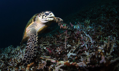 Obraz premium Hawksbill turtle - Eretmochelys imbricata. Komodo island, Indonesia.