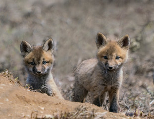 Fototapeta na wymiar Cute Kits - Two red fox kits pop up from their den to greet the day. Silverthorne, Colorado.
