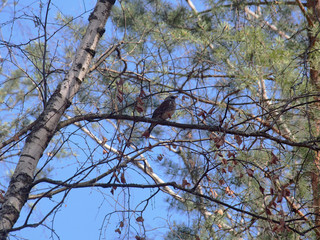 Thrush sitting on a tree branch in the forest.