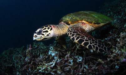 Fototapeta premium Hawksbill turtle - Eretmochelys imbricata. Komodo island, Indonesia.
