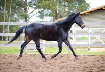 portrait of old dark bay eventing gelding horse