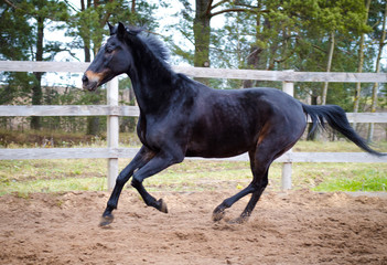 portrait of old dark bay eventing gelding horse