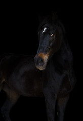 Fototapeta na wymiar old eventing sport gelding horse with white spot on forehead isolated on black background
