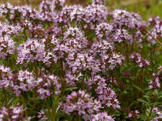 Thymus serpyllum - Coussin gazonnant de petites feuilles opposées et fleurs bleues du Serpolet 