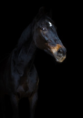 Plakat portrait of old eventing sport gelding horse with white spot on forehead isolated on black background