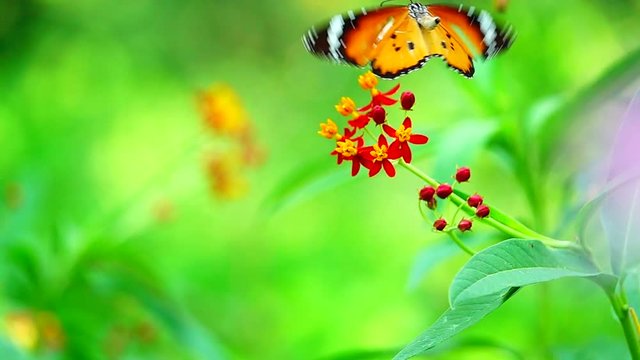 HD 1080p super slow Thai butterfly in pasture flowers Insect outdoor nature