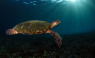 Fototapeta premium Hawksbill turtle - Eretmochelys imbricata. Komodo island, Indonesia.