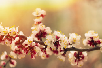 photo of spring tender apricot cherry blossom stem in soft warm sunshine.