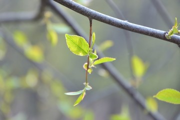 Branch of tree with new fresh green leaves in spring day with blurred bokeh on background. Spring green bush with beautiful small green leaves and backlit. Fresh floral summer backdrop with sun light 