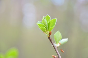 Branch of tree with new fresh green leaves in spring day with blurred bokeh on background. Spring green bush with beautiful small green leaves and backlit. Fresh floral summer backdrop with sun light 