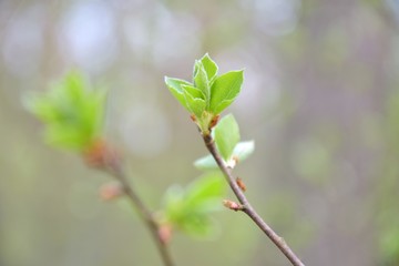 Branch of tree with new fresh green leaves in spring day with blurred bokeh on background. Spring green bush with beautiful small green leaves and backlit. Fresh floral summer backdrop with sun light 