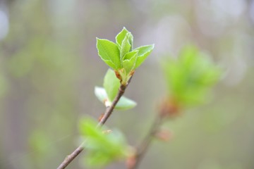 Branch of tree with new fresh green leaves in spring day with blurred bokeh on background. Spring green bush with beautiful small green leaves and backlit. Fresh floral summer backdrop with sun light 