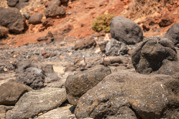 moroccan squirrel  Barbary ground squirrel 