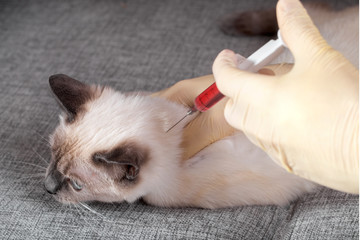 Prick the kitten in the neck with a syringe.