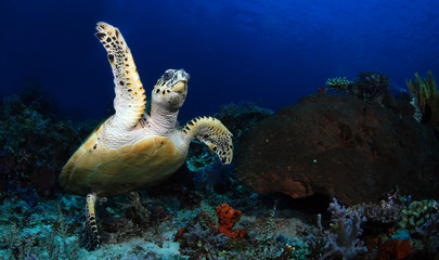 Obraz na płótnie Canvas Hawksbill turtle - Eretmochelys imbricata. Komodo island, Indonesia.