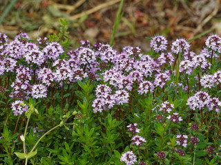 Le Serpolet (Thymus serpyllum) 