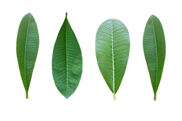 Champa leaves on a separate white background