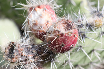 cactus 5