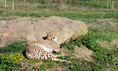 Cheetah at the Sun, Spotted Predator Lies Down and Resting on the Grass