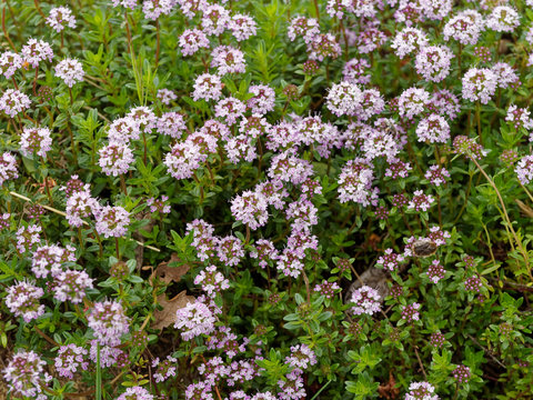 Thymus serpyllum - Coussin gazonnant de petites feuilles oppos&eacute;es et fleurs bleues du Serpolet 