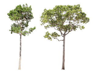 Collection of isolated trees on a white background. Beautiful tree It is suitable for use in decorating, decorating, and printing.