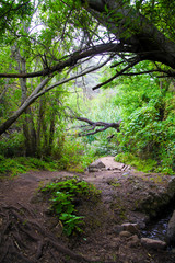 Obraz premium Green beautiful forest