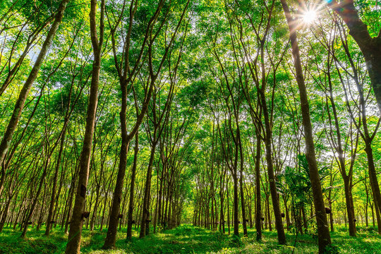 Latex rubber plantation or para rubber tree in southern Thailand