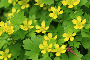 キツネノボタン