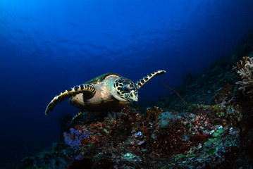 Fototapeta premium Hawksbill turtle - Eretmochelys imbricata. Komodo island, Indonesia.