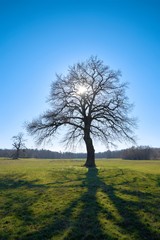 Obraz premium Eiche auf einer Wiese im Gegenlicht im Frühling
