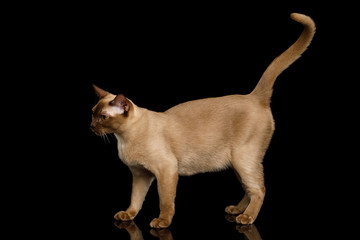 Chocolate Cat Burmese walk of full length on isolated black background, side view