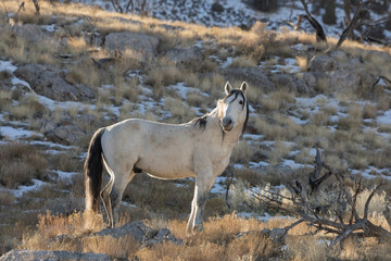 Obraz na płótnie Canvas Beautiful Wild Horse in Utah In Winter